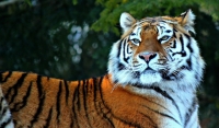 29 июля - Международный день тигра