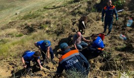 В Грозном сотрудники МЧС спасли увязшую в грязи лошадь