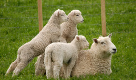 Россельхознадзор и МВД пресекли незаконный ввоз скота в ЧР