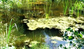 Школьникам ЧР рассказали о пользе водно-болотных угодьев