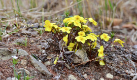 В Киргизии нашли цветок, способный уничтожать раковые клетки