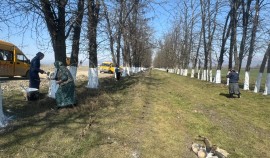 В Серноводском районе прошел массовый субботник по побелке деревьев