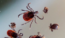 Более 13 тысяч пострадавших от клещей обратились к медикам с начала года