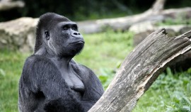 Первый в мире случай заражения горилл COVID-19 зарегистрирован в зоопарке Сан-Диего в США