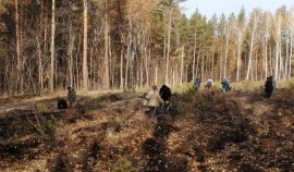 В Шелковском районе стартовала акция «Сохраним лес»