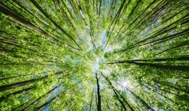 В Чеченской Республике стартует Всероссийская онлайн-олимпиада по экологии