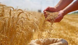 Урожай зерна в России должен составить 137 миллионов тонн по итогам года