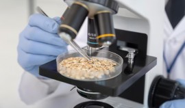 Зернобобовая продукция из Чеченской Республики успешно прошла проверку перед экспортом