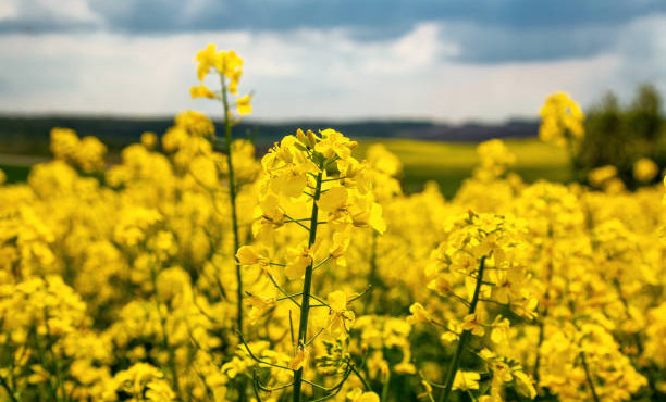 Партия семян рапса из Чеченской Республики допущена к экспорту в Беларусь