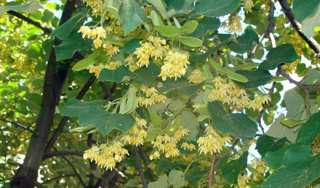 Старая липа из парка в Ведено может стать &quot;Российским деревом года - 2019&quot;