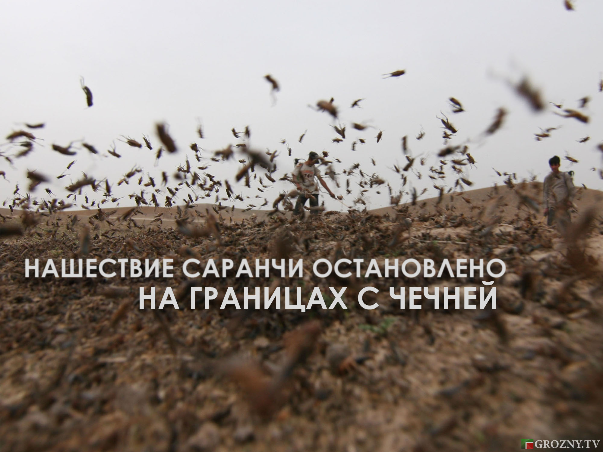 Нашествие саранчи остановлено на границах с Чечней