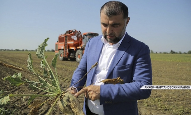 В Чечне начался сбор урожая сахарной свеклы