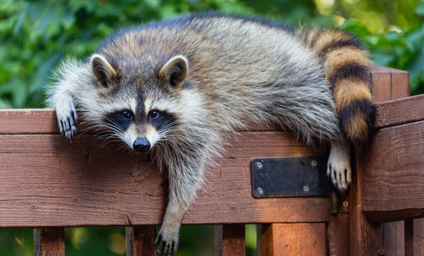 Россельхознадзор: Лицензирование деятельности зоопарков и цирков стало доступнее