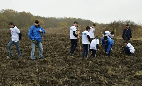 В Шелковском районе высажено 2000 деревьев в рамках нацпроекта «Экология»