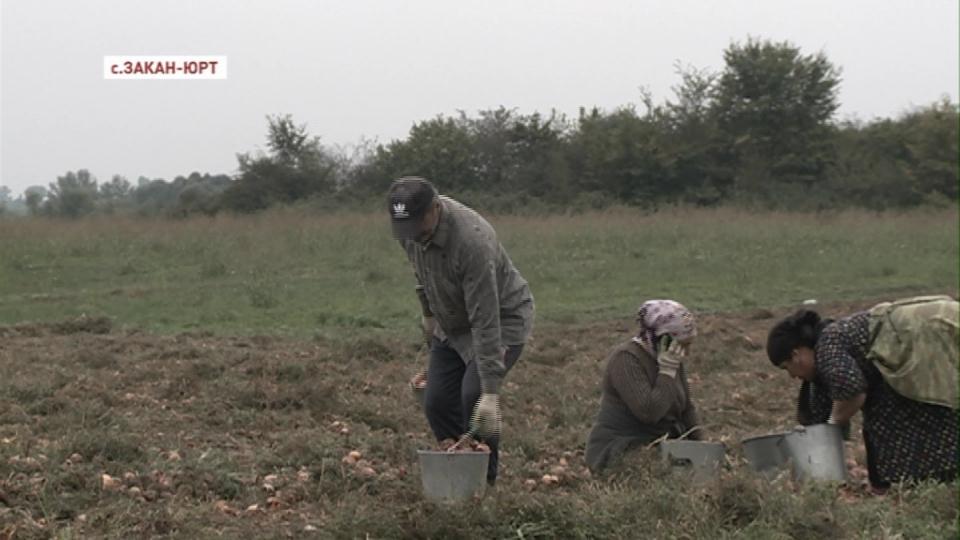 Урожай репчатого лука собрали чеченские аграрии